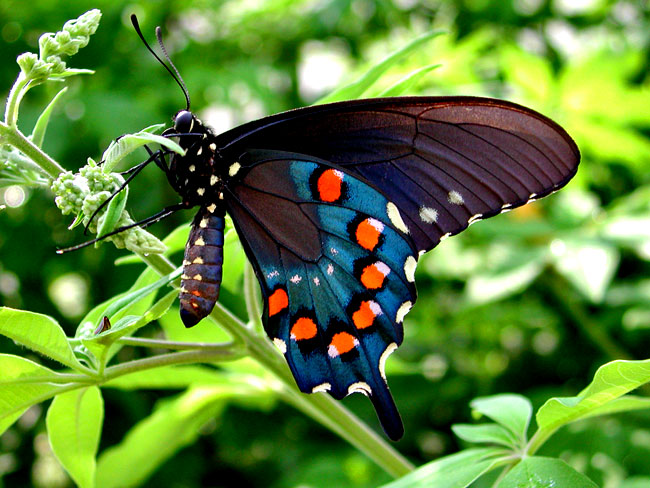 image-papillon-fanfan