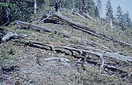 Enigme de l'explosion de Tunguska en Sibérie dans ENIGMES - MYSTERES : tun_002-1cf81d0