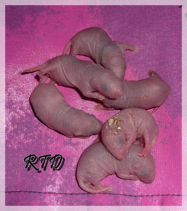 Zig-zag x RTR Panda, de jolies crevettes Les-standards-a2b509