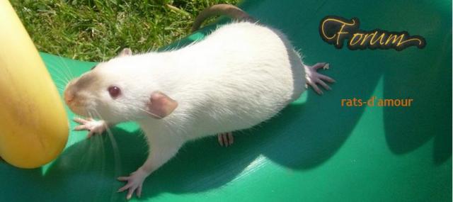 Forum Rats d'amour