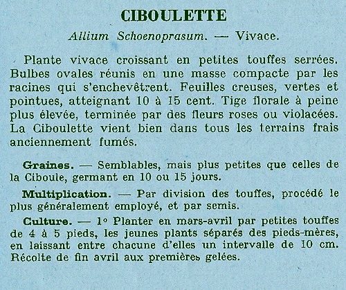 ciboulette-aa7bd2.jpg