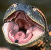 http://img47.xooimage.com/files/c/1/3/anaconda-p--151826a.jpg