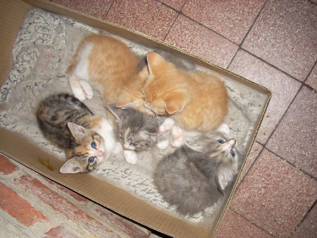 Mon nouveau chat Photo-139-1cdcf31